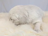 Beti, a female English Cream Golden Retriever for sale in Wooster, OH – Photo 3 of 10