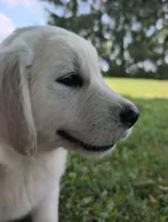 Bear, a male English Cream Golden Retriever for sale in Wooster, OH – 5 of 8