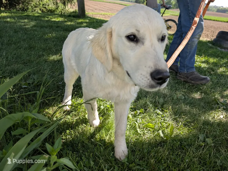 Blu – English Cream Golden Retriever puppy for sale in Wooster, OH