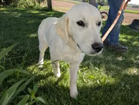Blu, a female English Cream Golden Retriever for sale in Wooster, OH – 1 of 5