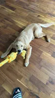 Archie, a male Golden Retriever for sale in Wooster, OH – 6 of 9