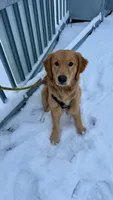 Archie, a male Golden Retriever for sale in Wooster, OH – 3 of 9