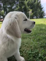Bear, a male English Cream Golden Retriever for sale in Wooster, OH – 2 of 8