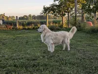 Bear, a male English Cream Golden Retriever for sale in Wooster, OH – 8 of 8