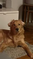 Archie, a male Golden Retriever for sale in Wooster, OH – 2 of 9