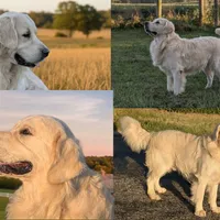 Cyrus, a male English Cream Golden Retriever for sale in Wooster, OH – Photo 9 of 10
