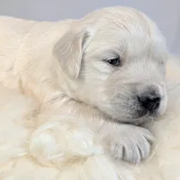 Cyrus, a male English Cream Golden Retriever for sale in Wooster, OH – Photo 6 of 10