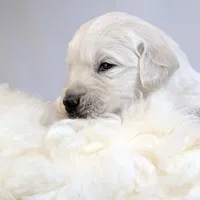 Cyrus, a male English Cream Golden Retriever for sale in Wooster, OH – Photo 4 of 10