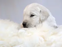 Cyrus, a male English Cream Golden Retriever for sale in Wooster, OH – Photo 4 of 10