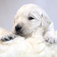 Cyrus, a male English Cream Golden Retriever for sale in Wooster, OH – Photo 1 of 10