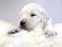 Cyrus, a male English Cream Golden Retriever for sale in Wooster, OH – Photo 1 of 10