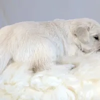 Cyrus, a male English Cream Golden Retriever for sale in Wooster, OH – Photo 8 of 10