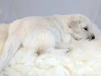 Cyrus, a male English Cream Golden Retriever for sale in Wooster, OH – Photo 8 of 10