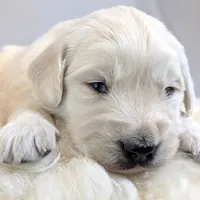 Cyrus, a male English Cream Golden Retriever for sale in Wooster, OH – Photo 2 of 10