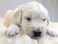 Cyrus, a male English Cream Golden Retriever for sale in Wooster, OH – Photo 2 of 10