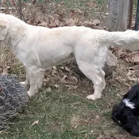 Cyrus, a male English Cream Golden Retriever for sale in Wooster, OH – Photo 10 of 10