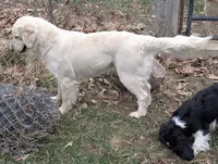 Cyrus, a male English Cream Golden Retriever for sale in Wooster, OH – Photo 10 of 10