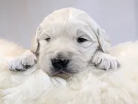 Cyrus, a male English Cream Golden Retriever for sale in Wooster, OH – Photo 5 of 10