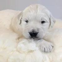 Cyrus, a male English Cream Golden Retriever for sale in Wooster, OH – Photo 7 of 10