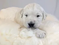 Cyrus, a male English Cream Golden Retriever for sale in Wooster, OH – Photo 7 of 10