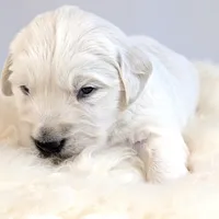 Cyrus, a male English Cream Golden Retriever for sale in Wooster, OH – Photo 3 of 10