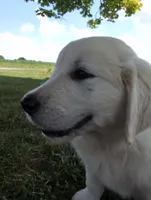 Bear, a male English Cream Golden Retriever for sale in Wooster, OH – 3 of 8