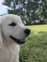 Bear, a male English Cream Golden Retriever for sale in Wooster, OH – 1 of 8
