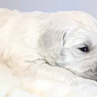 Darius, a male English Cream Golden Retriever for sale in Wooster, OH – Photo 7 of 10