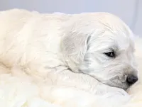 Darius, a male English Cream Golden Retriever for sale in Wooster, OH – Photo 7 of 10