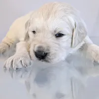 Darius, a male English Cream Golden Retriever for sale in Wooster, OH – Photo 8 of 10