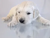 Darius, a male English Cream Golden Retriever for sale in Wooster, OH – Photo 8 of 10