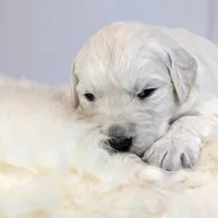 Darius, a male English Cream Golden Retriever for sale in Wooster, OH – Photo 6 of 10