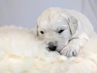 Darius, a male English Cream Golden Retriever for sale in Wooster, OH – Photo 6 of 10