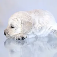 Darius, a male English Cream Golden Retriever for sale in Wooster, OH – Photo 3 of 10