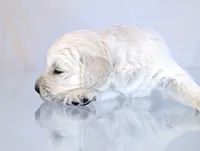 Darius, a male English Cream Golden Retriever for sale in Wooster, OH – Photo 3 of 10