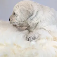 Darius, a male English Cream Golden Retriever for sale in Wooster, OH – Photo 2 of 10