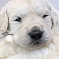 Darius, a male English Cream Golden Retriever for sale in Wooster, OH – Photo 1 of 10