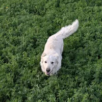 Darius, a male English Cream Golden Retriever for sale in Wooster, OH – Photo 10 of 10