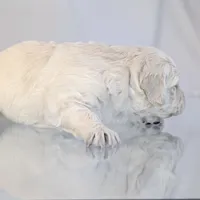 Darius, a male English Cream Golden Retriever for sale in Wooster, OH – Photo 5 of 10