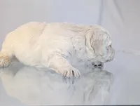 Darius, a male English Cream Golden Retriever for sale in Wooster, OH – Photo 5 of 10