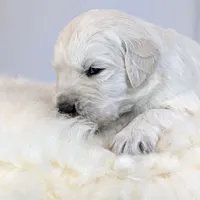 Darius, a male English Cream Golden Retriever for sale in Wooster, OH – Photo 4 of 10