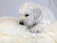 Darius, a male English Cream Golden Retriever for sale in Wooster, OH – Photo 4 of 10