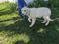 Blu, a female English Cream Golden Retriever for sale in Wooster, OH – 5 of 5