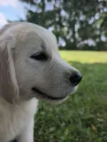 Bear, a male English Cream Golden Retriever for sale in Wooster, OH – 4 of 8