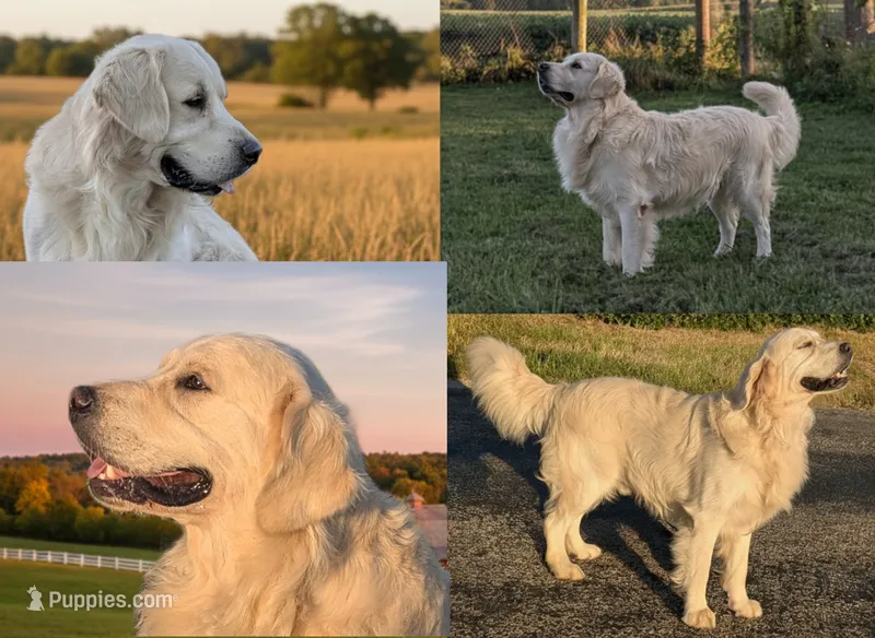 Boe XVII – English Cream Golden Retriever puppy for sale in Wooster, OH