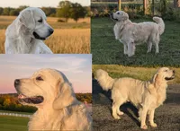 Boe XVII, a male English Cream Golden Retriever for sale in Wooster, OH – 1 of 1