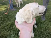 Chip, a male English Cream Golden Retriever for sale in Wooster, OH – 2 of 4