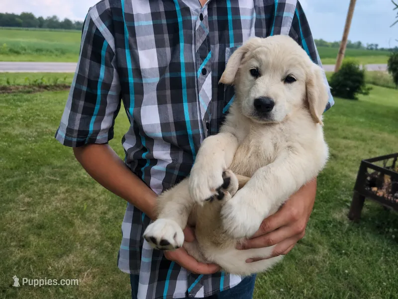 Komodo – English Cream Golden Retriever puppy for sale in Wooster, OH