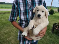 Komodo, a male English Cream Golden Retriever for sale in Wooster, OH – 1 of 1
