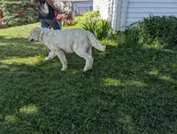 Chip, a male English Cream Golden Retriever for sale in Wooster, OH – 4 of 4